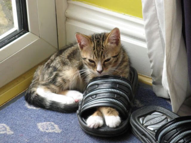 直播技术突破提升赛事观赏性，直播技术怎么实现