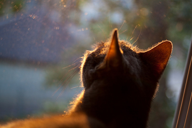 “马丁·高尔西:阿根廷橄榄球的未来新面貌,挑战世界舞台”